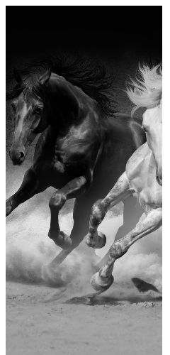 Trust-your-Horse Theoriekurs: Emotionslos Reiten